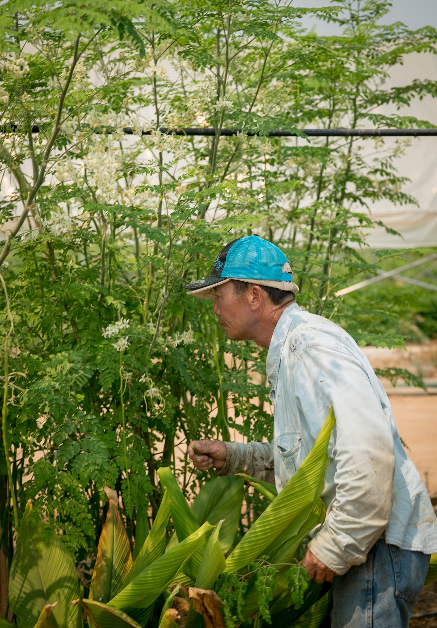 Zia Thea Xiong, a farmer outside of Fresno, CA, walks among the moringa growing on his farm. (Photo credit: Joe Proudman, UC Davis)