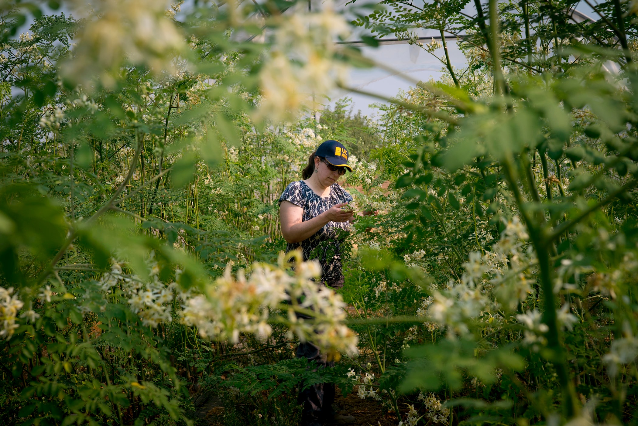 Ruth Dahlquist-Willard, a specialty crop advisor with the University of California Cooperative Extension in Fresno County, inspects the leaves of a moringa tree at a farm just outside of Fresno, CA. (Photo credit: Joe Proudman, UC Davis)