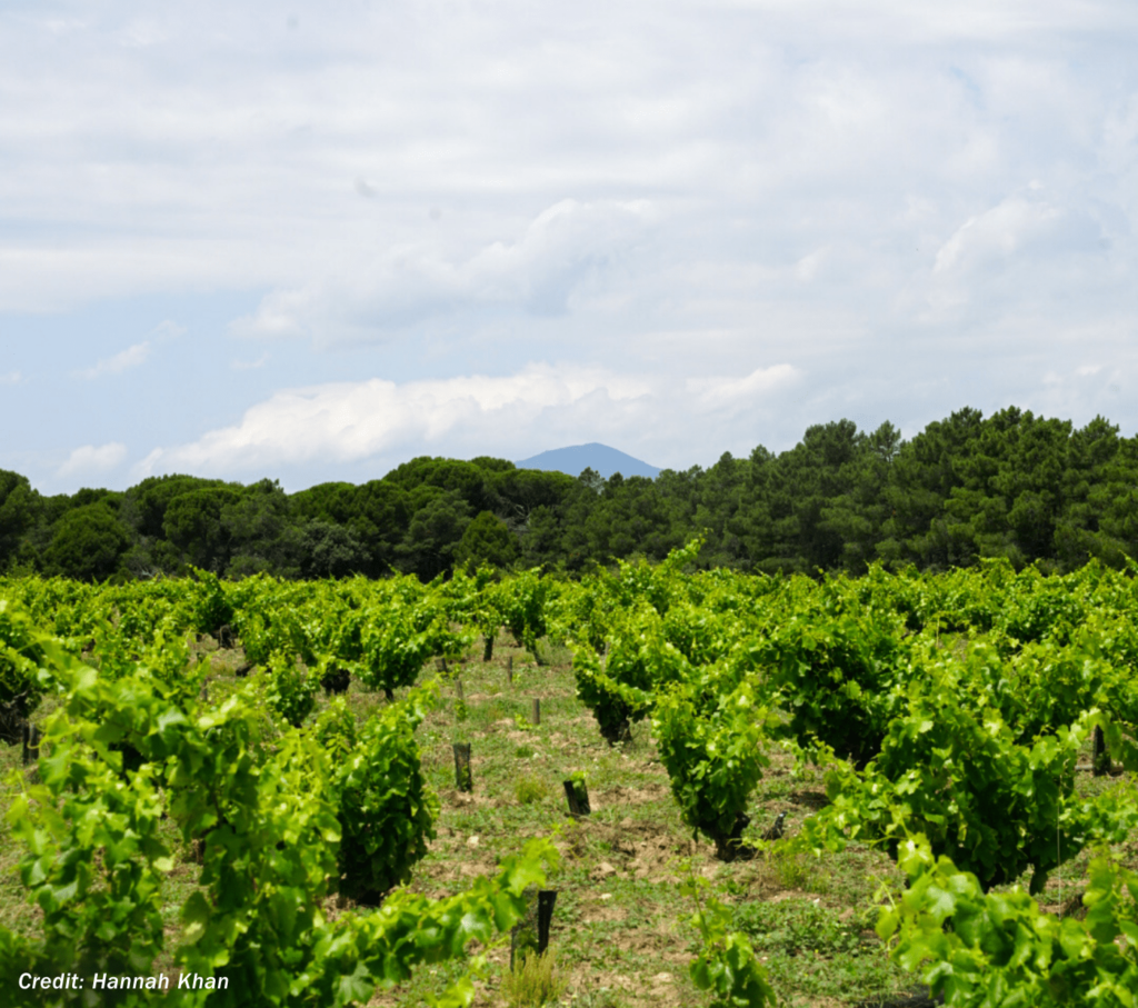 A vineyard just outside the city of Madrid, with rolling green hills visible in the distance.