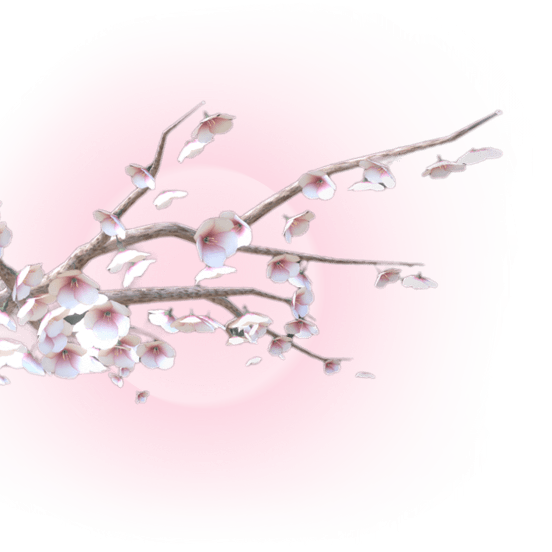 cherry