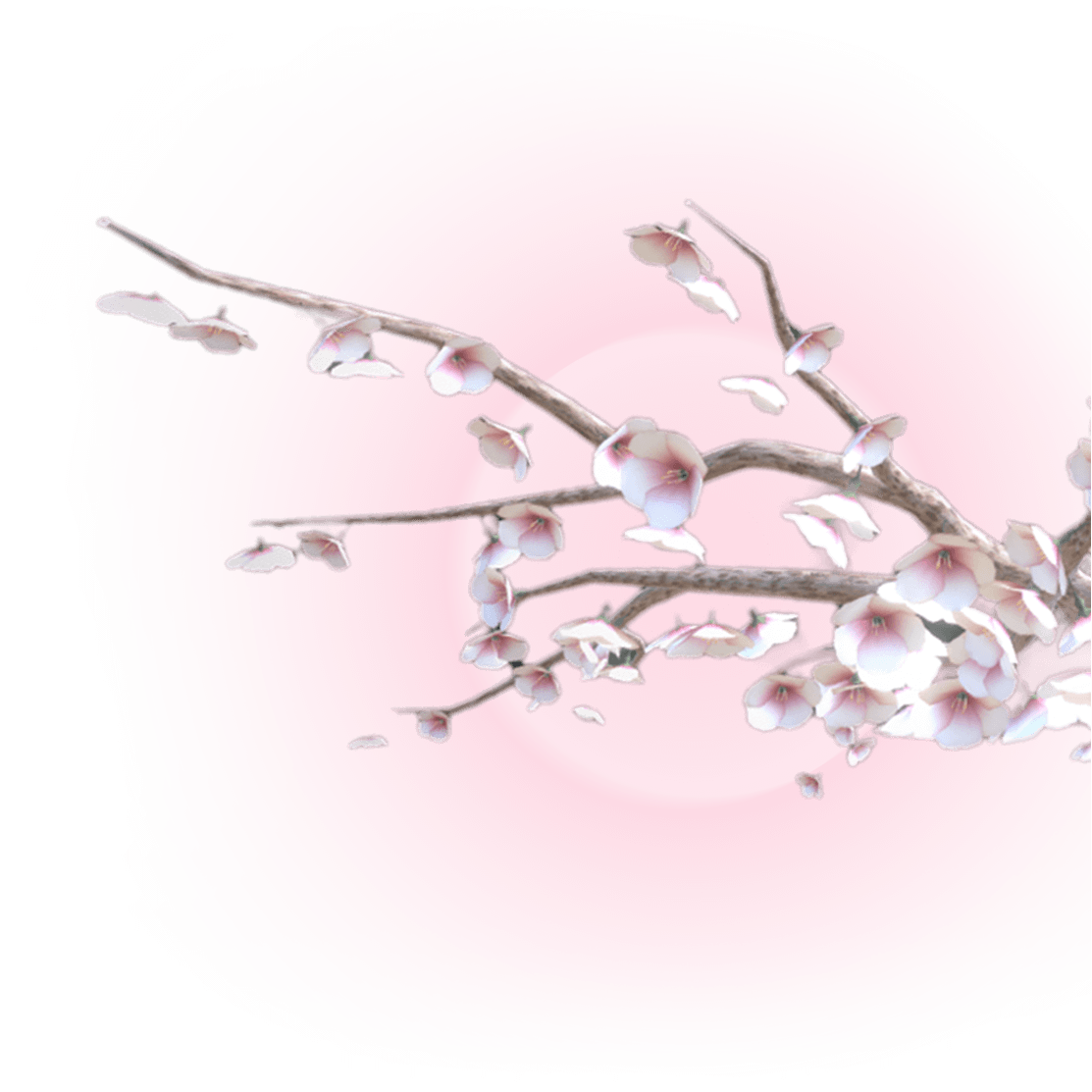 cherry