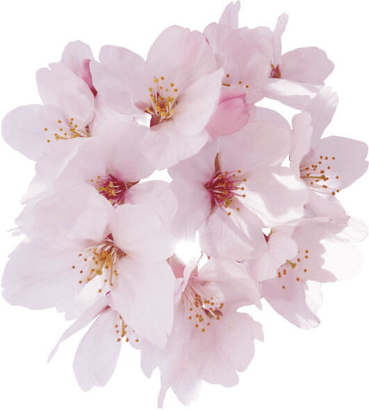 cherry