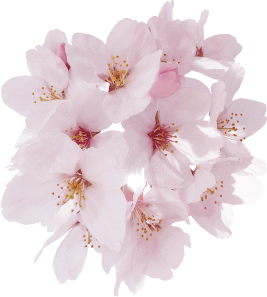 cherry