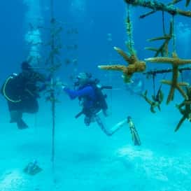 Read about how a plus-size adventure traveler learns to restore coral reefs while scuba diving in the Florida Keys in another 'Regeneration of Travel' article.