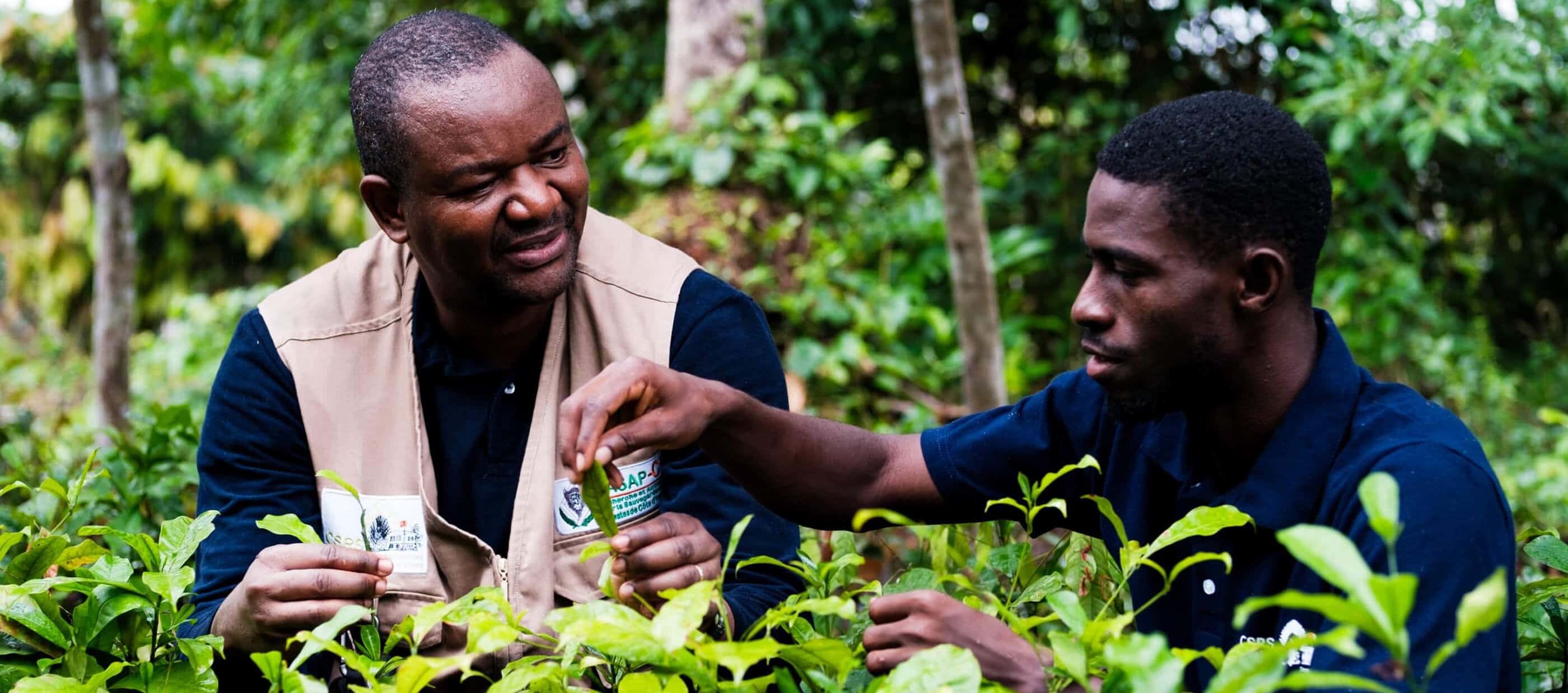 Primatologist Inza Koné speaks to a colleague in the forest.