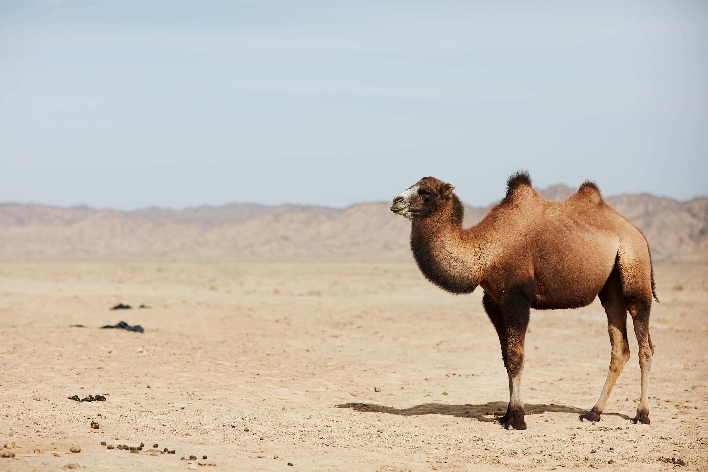 A wild camel in the Gobi Desert.
