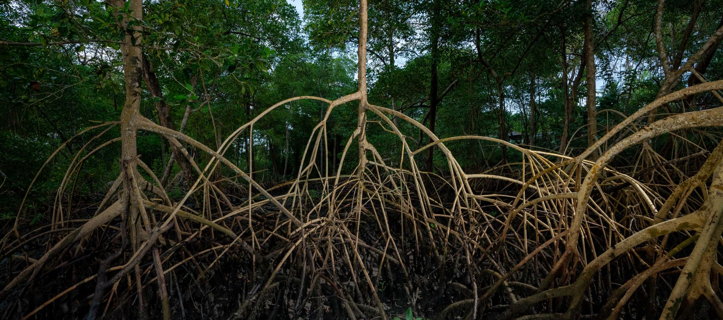 A forest of mangroves in Curuça, northern Brazil. The plants' spidery roots rise out of the water rather than remaining invisible underground.
