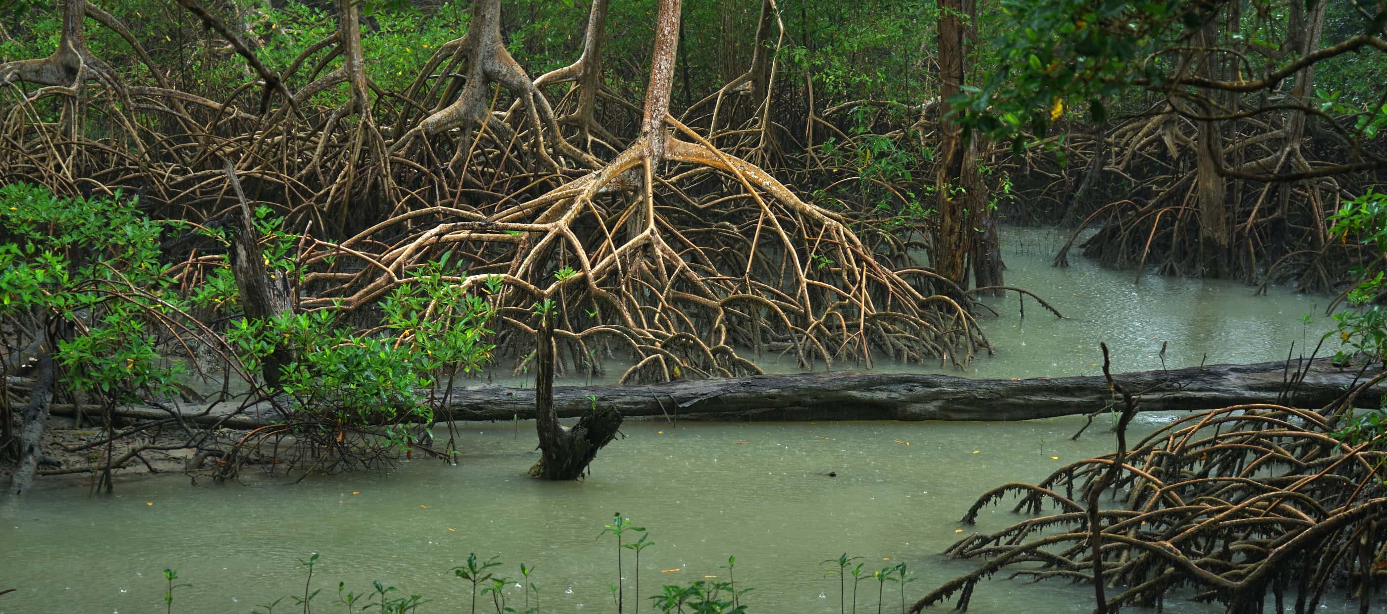 More mangroves, with their roots exposed, growing out of freshwater in Curuça, northern Brazil. These forests are unusual because mangroves usually thrive in salty or brackish water. 