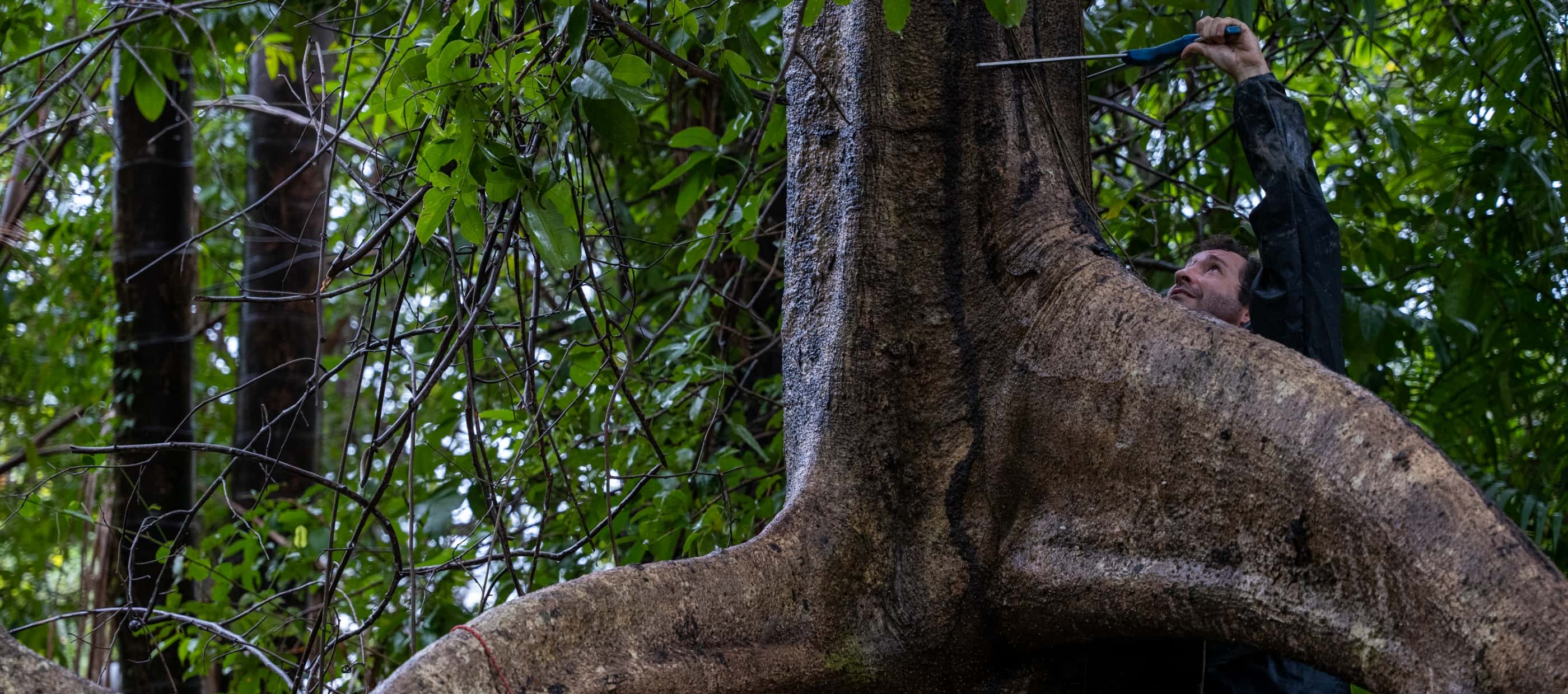 A close-up shot of a thick, exposed mangrove tree trunk, with Angelo Bernardino measuring its diameter in the background.