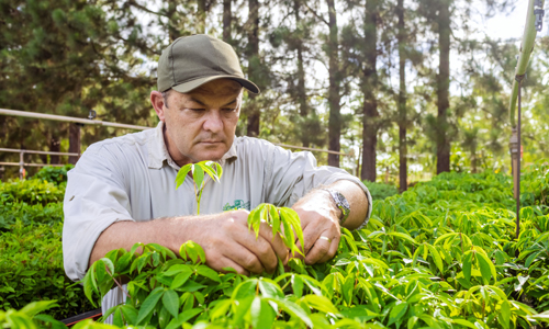 Rebuilding a rainforest