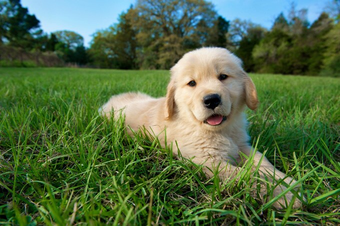 Golden retriever puppy lying down on grass