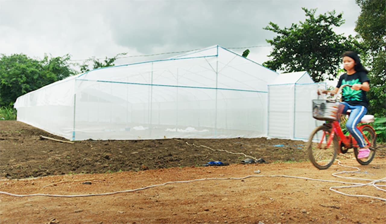 A girl rides her bike along a smooth new village road and past a nethouse under construction, both investments made possible by her family's profits from vegetables sold through the packinghouse cooperative. Photo credit: Max Fannin for UC Davis 
