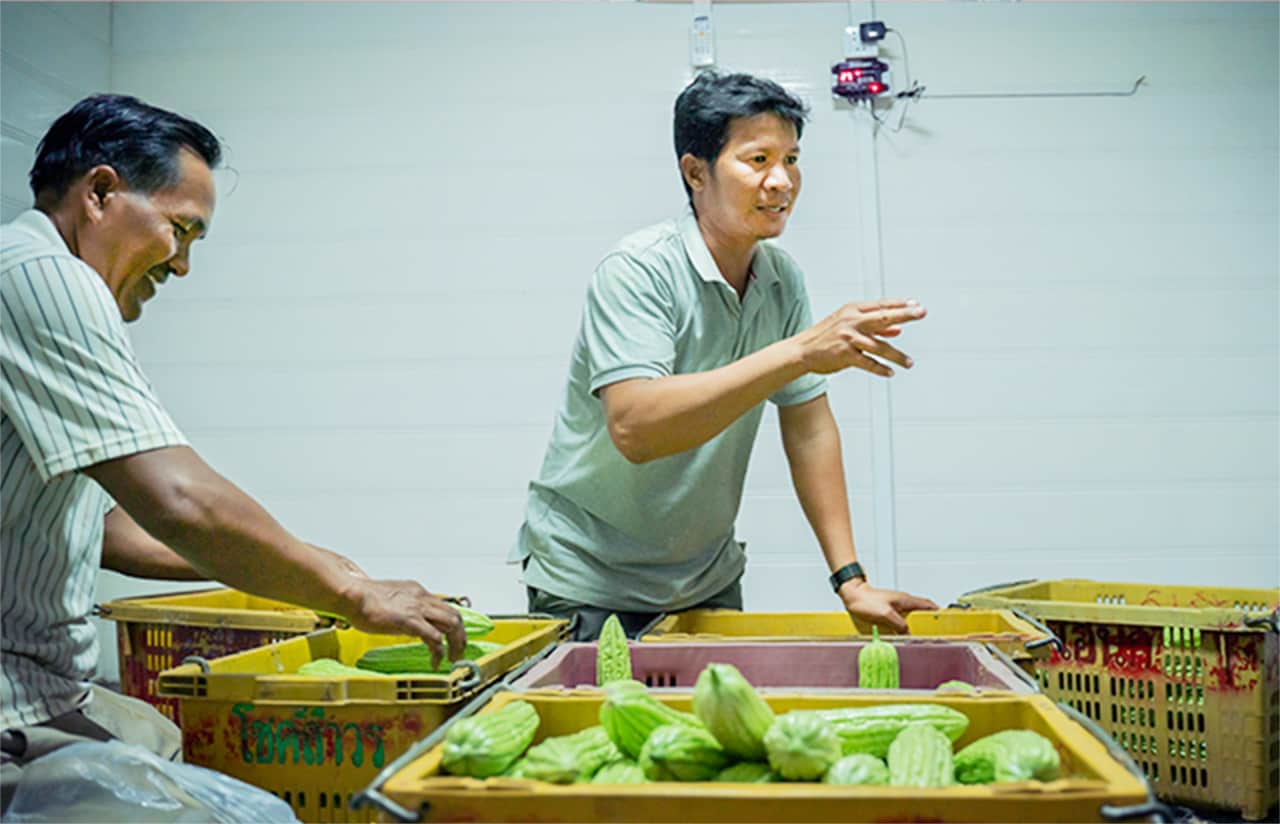 Farmers Nob Non, right, and Cheang Sophat, left, move unsold bittermelon into the packinghouse cold room to keep the vegetables fresh for future sale. Non is president of the cooperative that owns the packinghouse and also the first farmer to be certified for 'good agricultural practices', a certification used commonly in export products and that is made possible by improved technologies at the packinghouse.  Photo credit: Max Fannin for UC Davis 