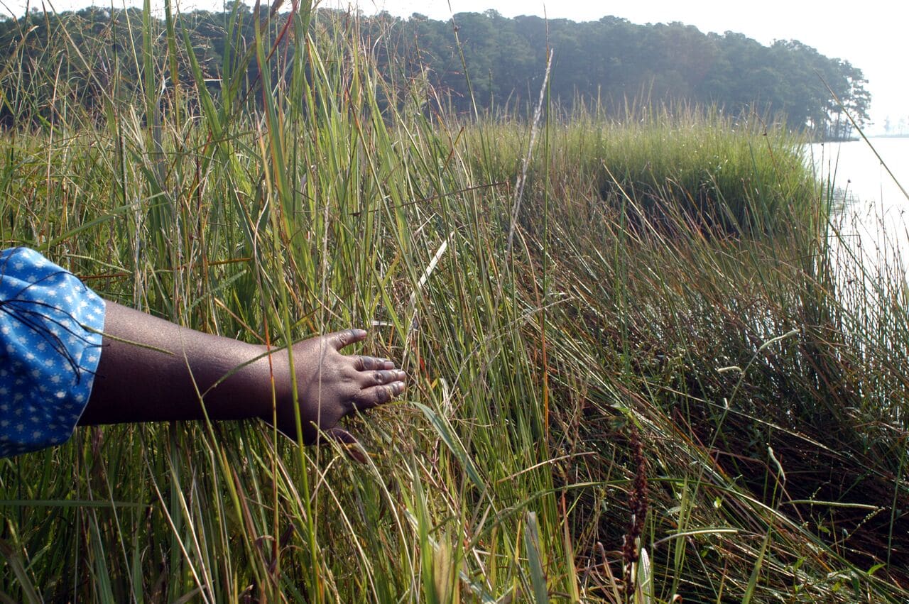 Looking over the marsh at the water (source: Dorchester County, Md.)