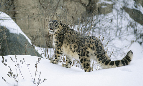 Conservation through co-existence