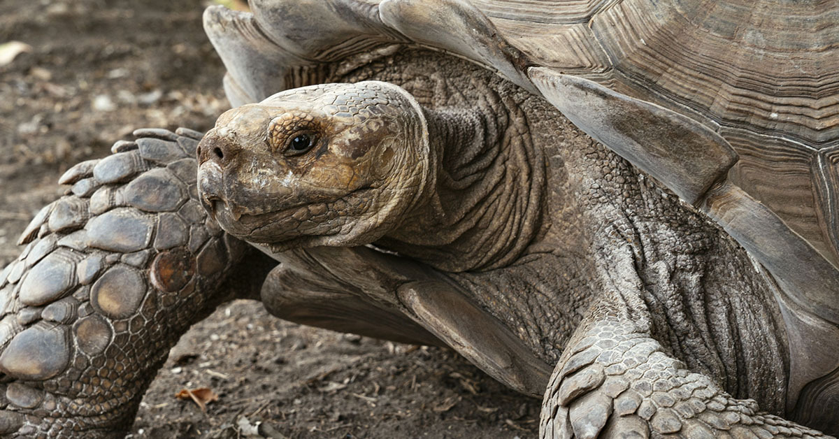 Africa’s Father of Turtles