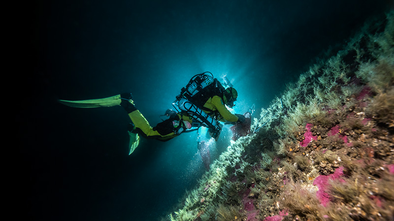 Diving into the ocean’s secret forests