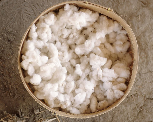 A basket filled with raw cotton.