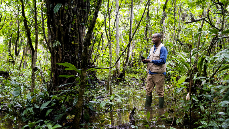 How protecting one vital forest could help save ecosystems around the world