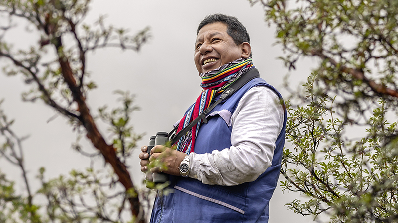 Uniting the Andes Mountains to save a remarkable tree