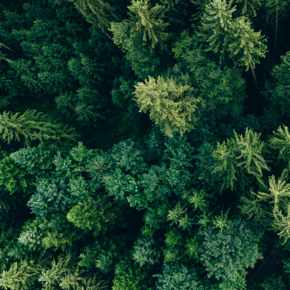 Aerial view of dense green forest with various tree types, showcasing a lush canopy from above.