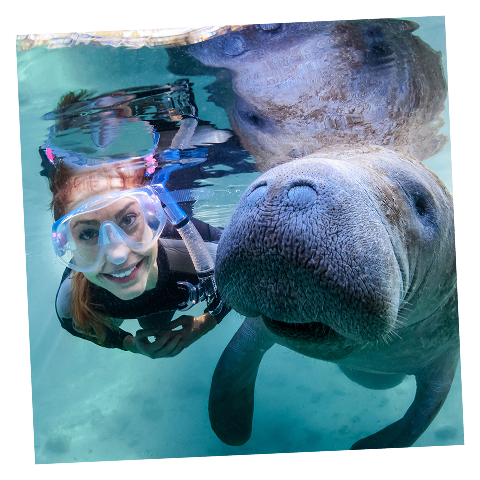 A snorkeler in a mask swims underwater next to a manatee, both facing the camera in clear blue water.