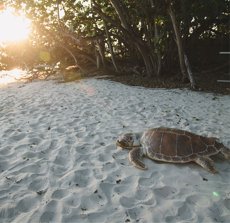 A sea turtle rests on white sandy beach near trees, with sunlight streaming through the branches in the background.