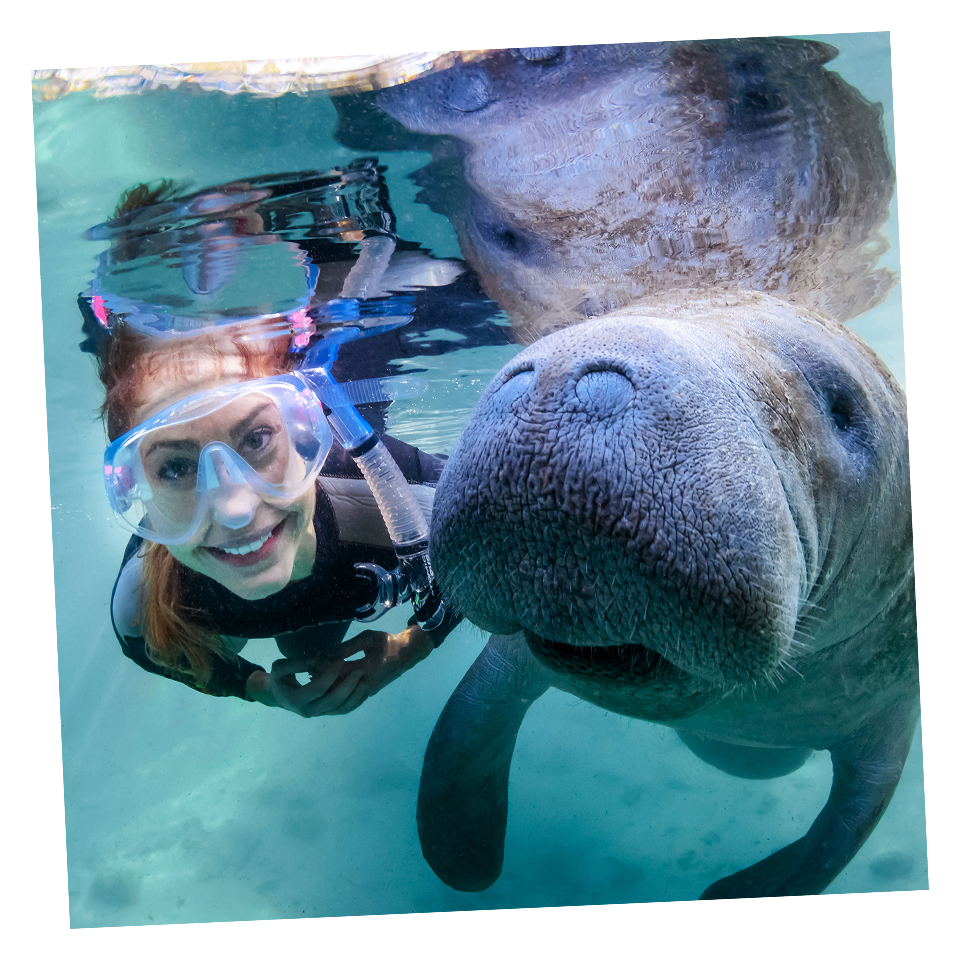 A scuba diver wearing a snorkel mask swims underwater next to a manatee, both facing the camera.