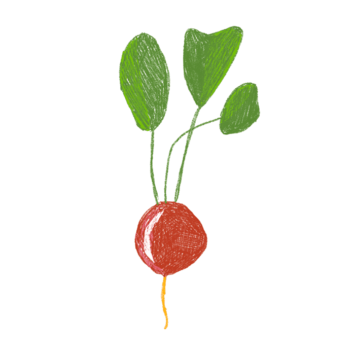 illustration of a turnip