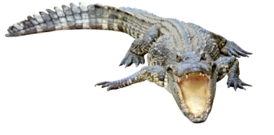 alligator with mouth open