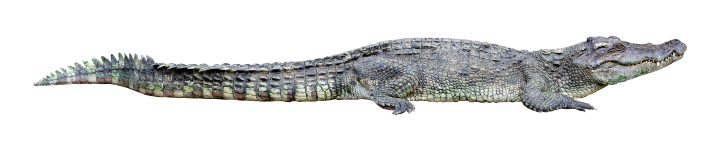 alligator