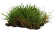 grass