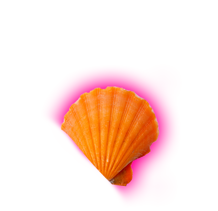 sea shell