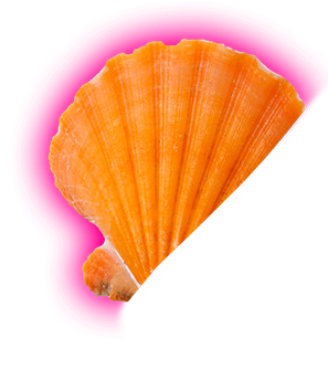 sea shell