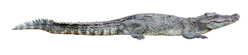 alligator