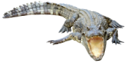 alligator with mouth open