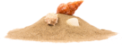 beach sand with seashells